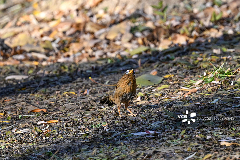 画眉鸟图片素材