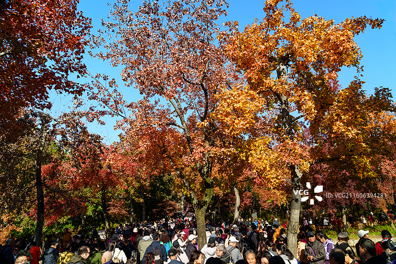 秋日红枫盛开的苏州太平山景区游客如织图片素材