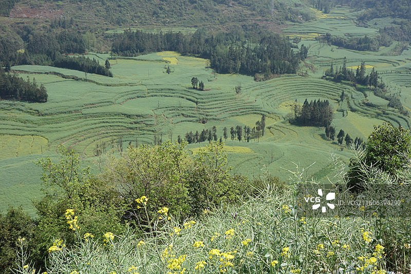 云南省曲靖市罗平县牛街螺丝田油菜花图片素材