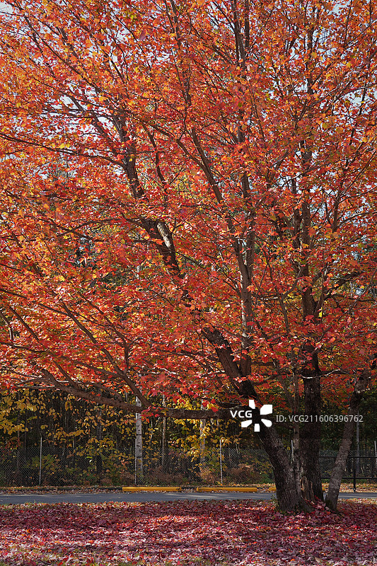 加拿大，圣安妮大峡谷，秋天红色的枫树，Canyon Sainte-Anne图片素材