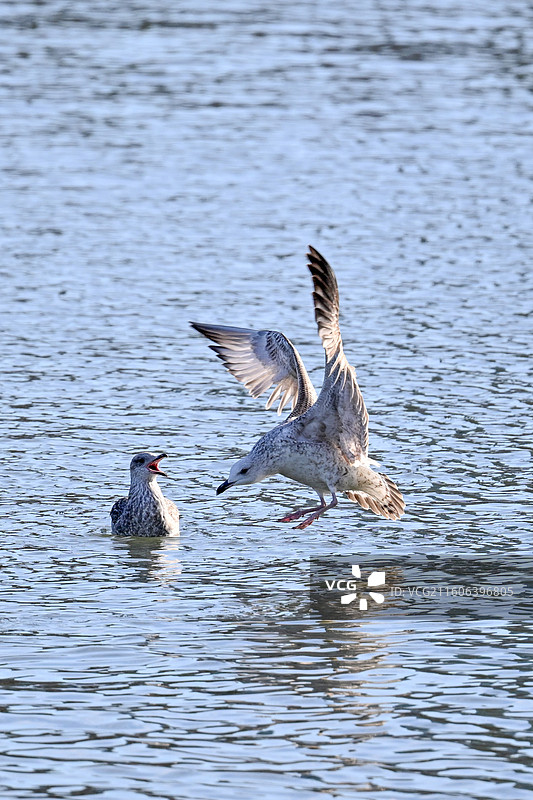 飞翔的海鸥图片素材