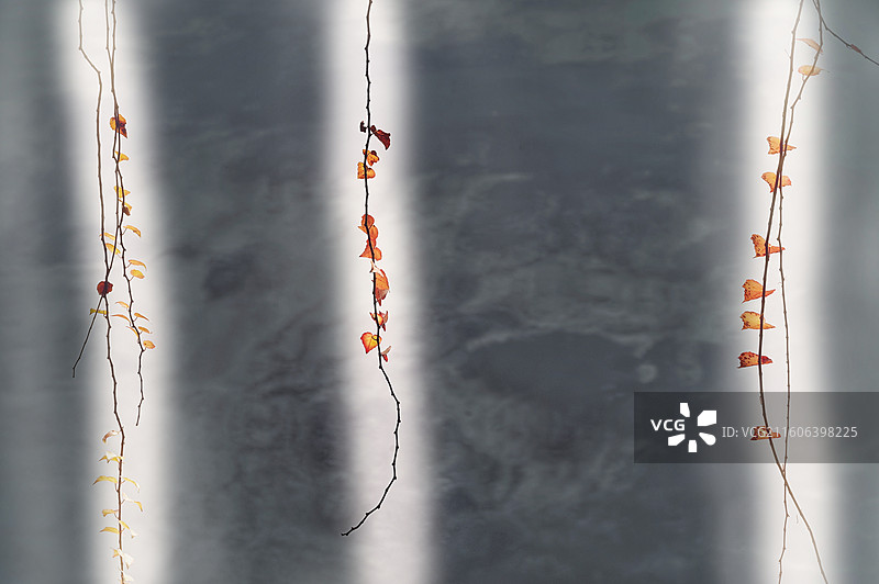 光影之帘：藤蔓与建筑倒影|Curtain of Light图片素材