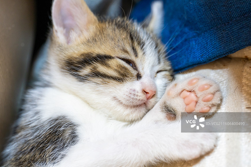 小猫睡觉的特写镜头 中华田园猫 狸花猫 简州猫图片素材