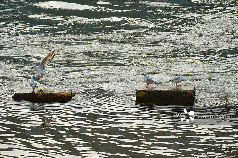 江边鸥趣图片素材