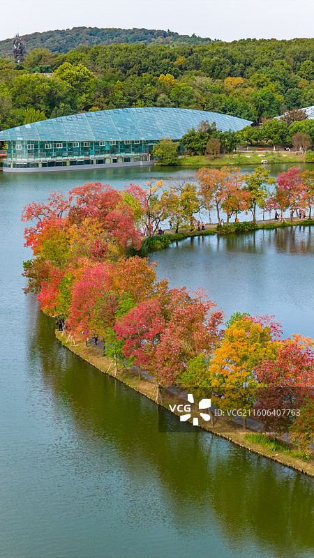 南京前湖月牙堤秋色紫金山秋天风景图片素材