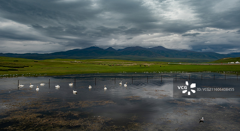 巴音布鲁克天鹅湖图片素材