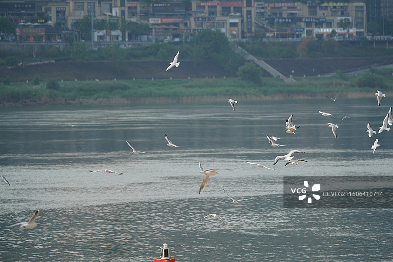 江天舞鸥图片素材