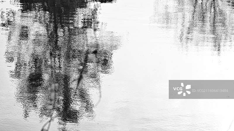 墨色倒影：水中的藤蔓与树影| Vine and Tree Shadows in Water图片素材