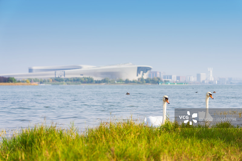河南，郑州市，郑州国家森林公园，北龙湖湿地公园，郑州国际文化交流中心，都市天际线，疣鼻天鹅，城市秋景图片素材
