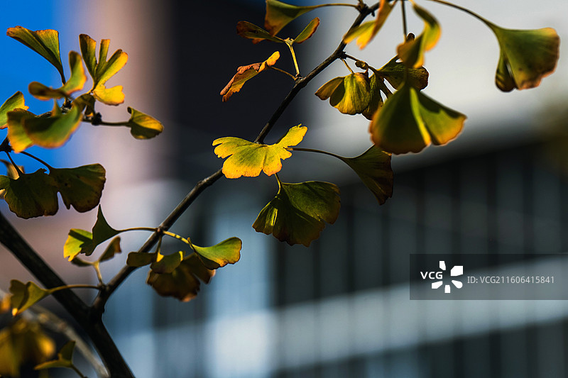 湖北恩施古建筑武圣宫（关庙）银杏秋色图片素材