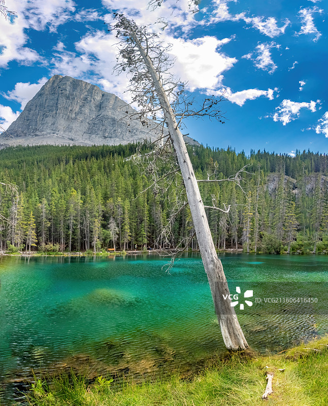 加拿大落基山脉Canmore镇Grassi湖，碧绿湖面旁枯树挺立，森林雪山环绕，自然宁静如画。图片素材