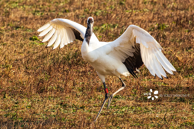 盐城丹顶鹤湿地生态旅游区图片素材