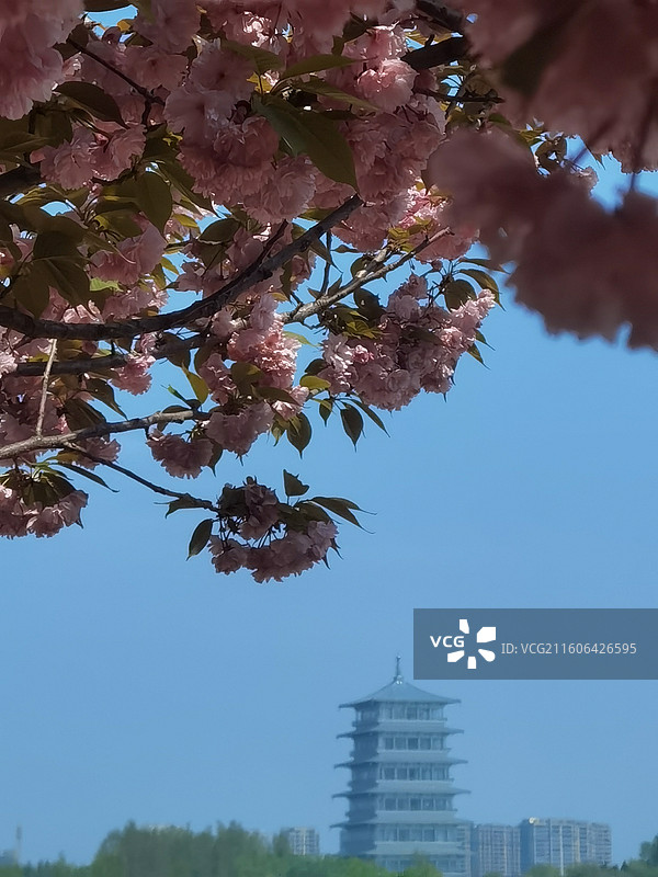 陕西省西安市灞桥区浐灞灞河樱花和西安世博园长安塔图片素材