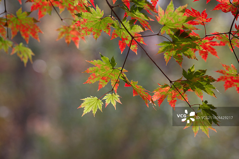 华美胜地：一枝枫叶迎金秋图片素材
