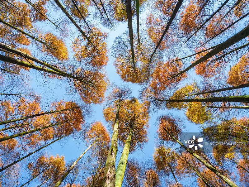 秋季山王坪水杉树林仰拍超广角图片素材