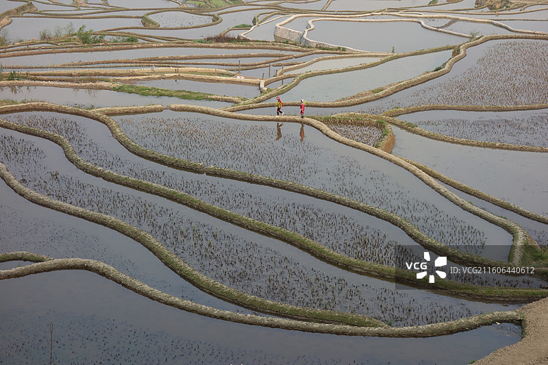 云南省红河州元阳梯田：爱春蓝梯田图片素材