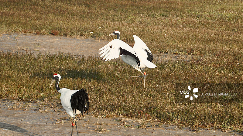 丹顶鹤湿地生态区丹顶鹤放飞图片素材