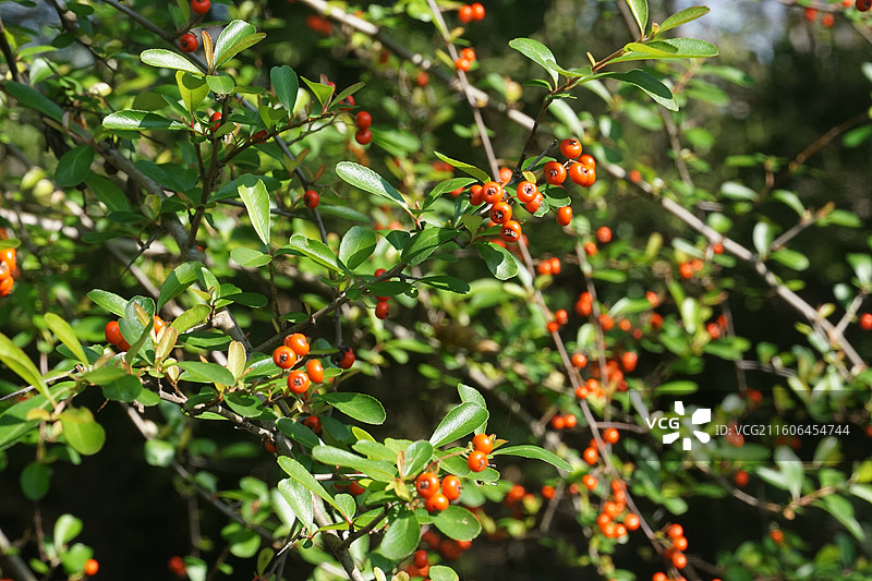 盐城中华麋鹿园秋天火棘图片素材