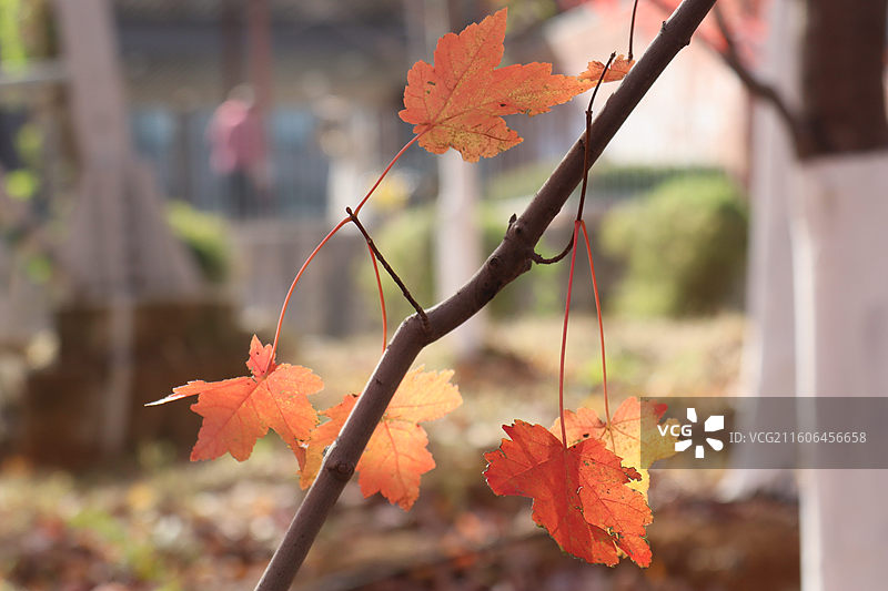 武汉文华学院红枫叶图片素材