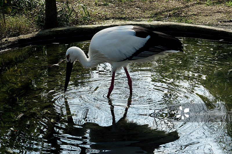 盐城中华麋鹿园白鹳图片素材