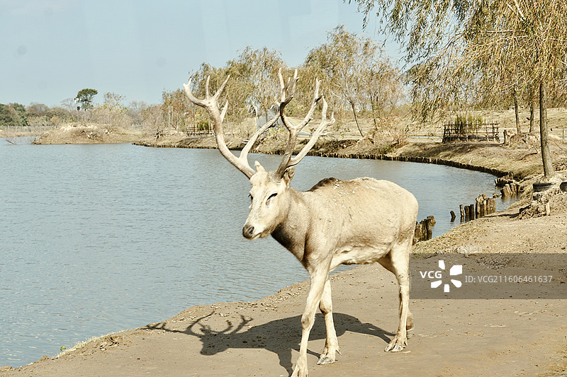 盐城中华麋鹿园麋鹿特写秋图片素材