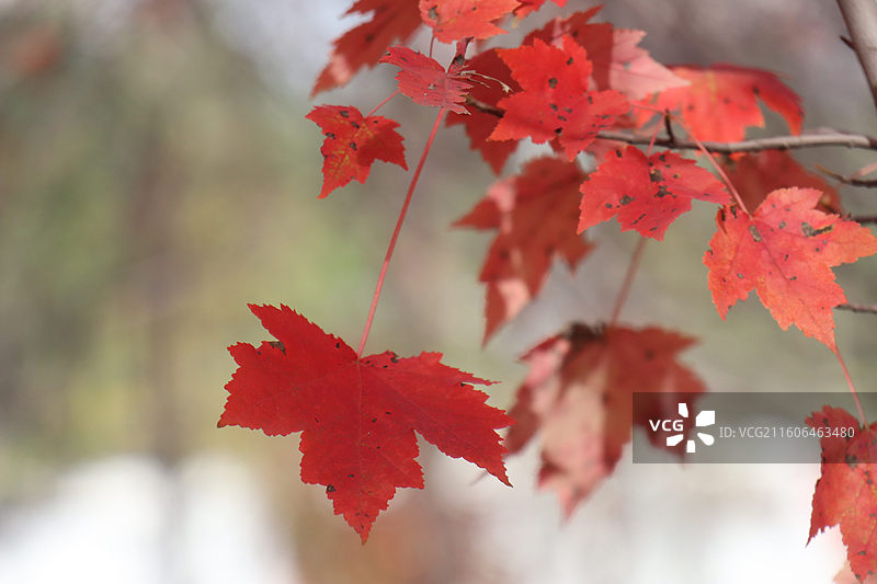 武汉文华学院红枫叶图片素材
