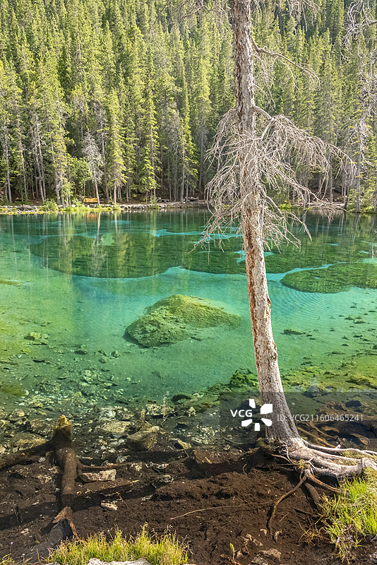 加拿大落基山脉Canmore镇Grassi湖，碧绿湖面清澈见底，枯树挺立湖畔，自然宁静如画。图片素材