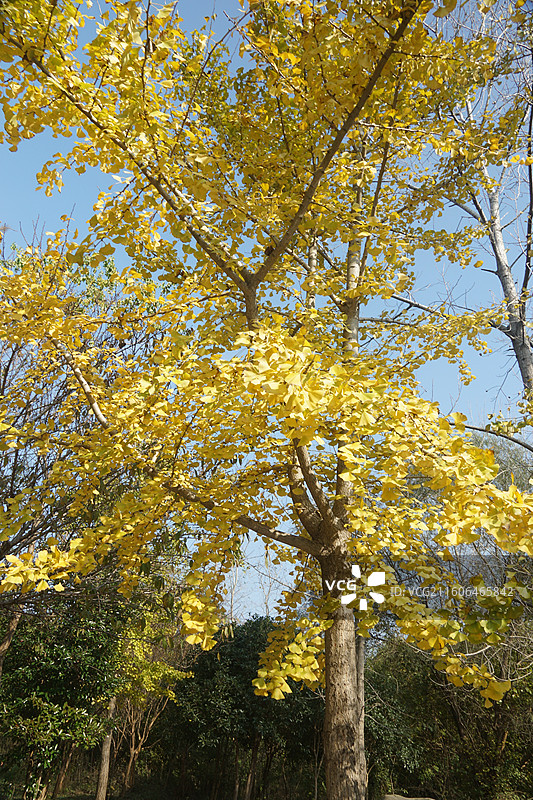 盐城中华麋鹿园银杏图片素材