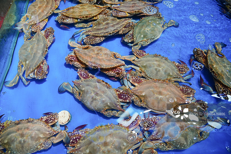 螃蟹 蟹子  山东省青岛市团岛农贸市场水产区海鲜区图片素材