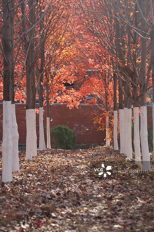 武汉文华学院红枫叶图片素材