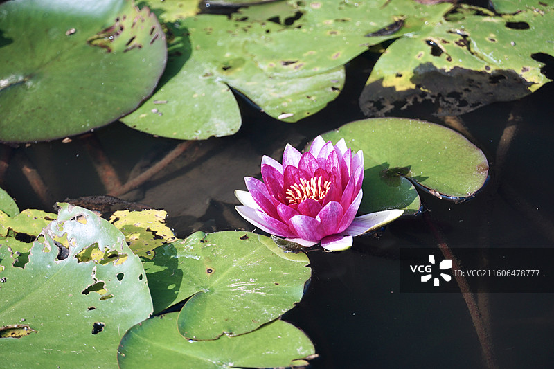 盐城中华麋鹿园秋季十一月睡莲图片素材