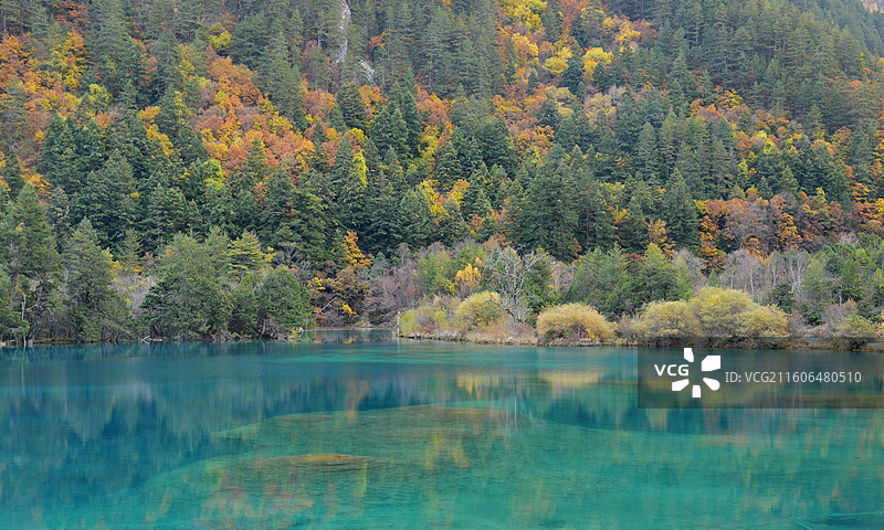 秋天彩色森林里湖边的树木及瀑布景观，四川西部九寨沟风景区，树正寨双龙海图片素材