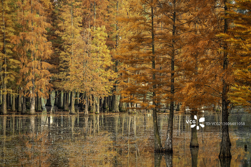 成都白鹭湾湿地公园图片素材