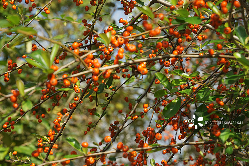 盐城中华麋鹿园秋天火棘图片素材