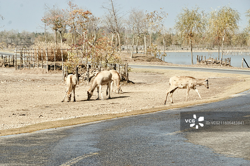 盐城中华麋鹿园麋鹿图片素材