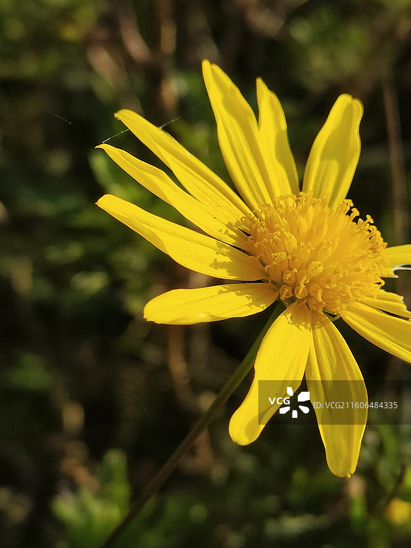 小黄花·特写5图片素材