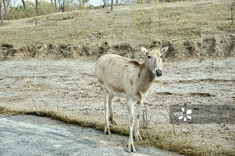 盐城中华麋鹿园麋鹿特写秋图片素材