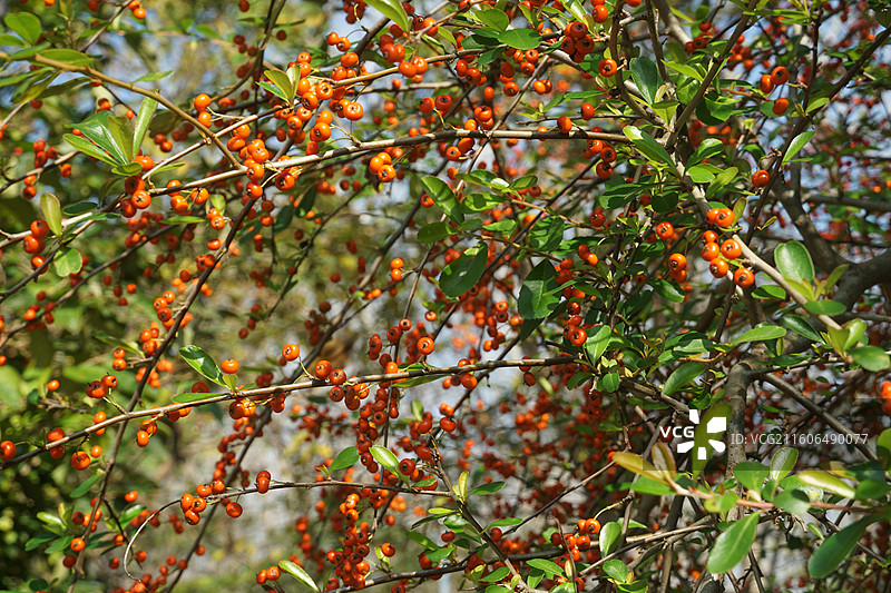 盐城中华麋鹿园秋天火棘图片素材