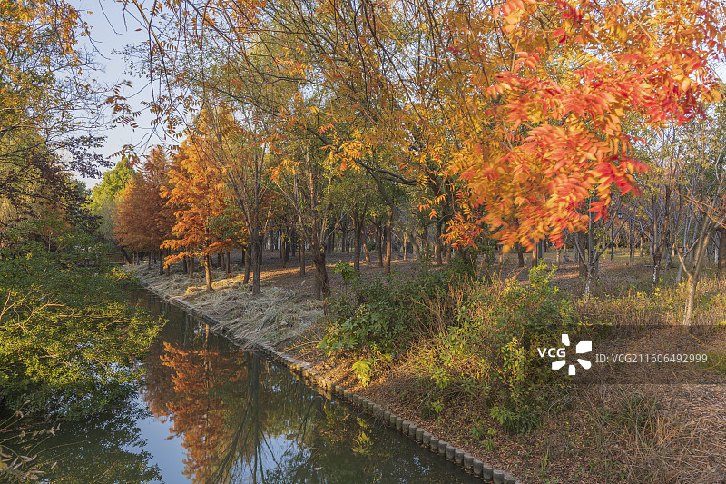 秋天湖边的树木图片素材