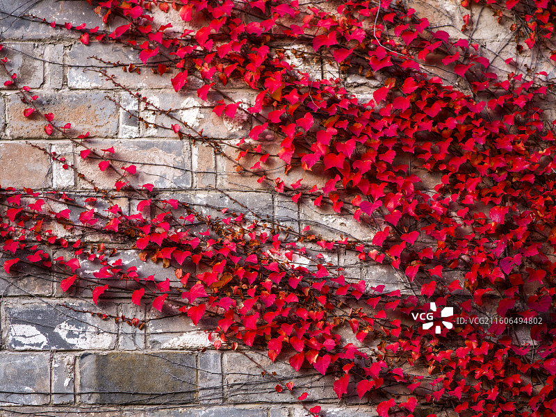 2025年11月27日，在安徽省黄山市黟县宏村镇塔川村这一如诗如画的村落，捕捉到这一帧秋日美景。图片素材