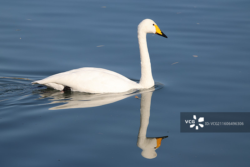 北京玉渊潭公园的大天鹅图片素材