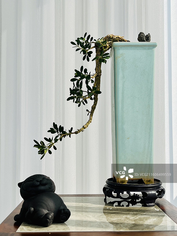 汀江黄杨，悬崖老桩图片素材