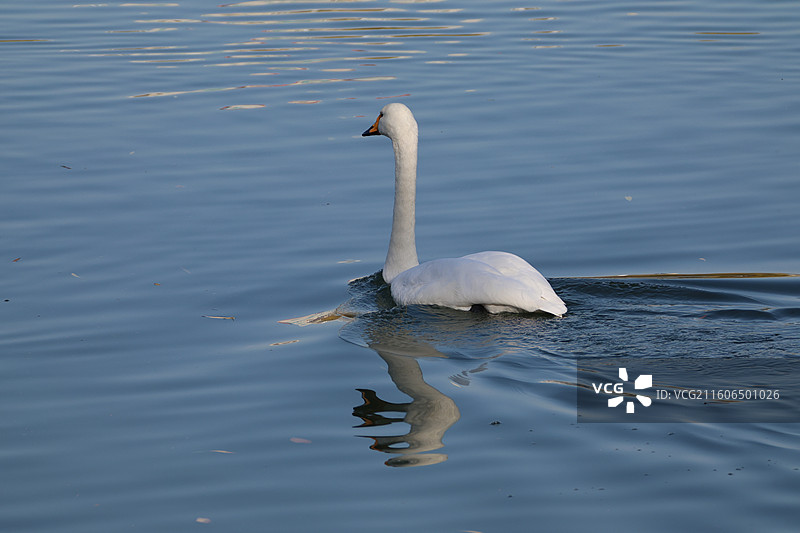 大天鹅特写图片素材