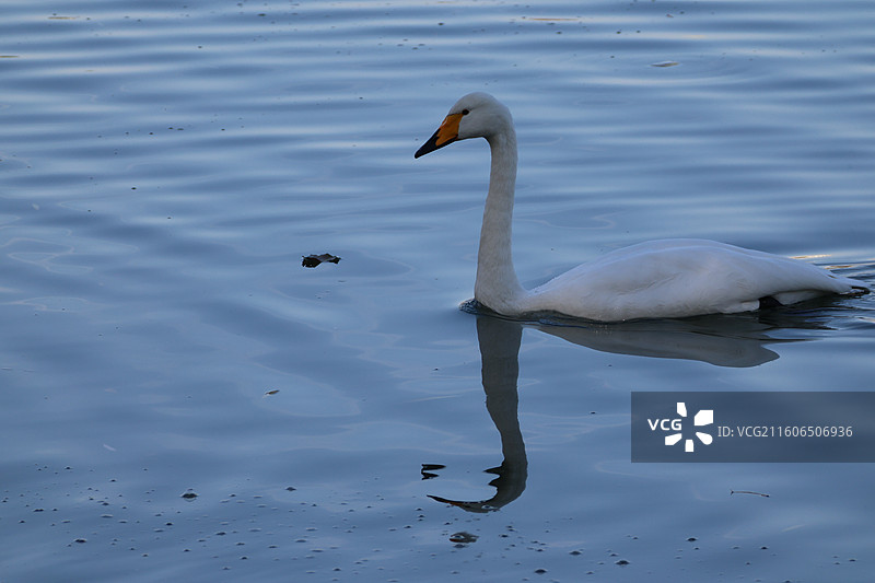 北京玉渊潭公园的大天鹅图片素材