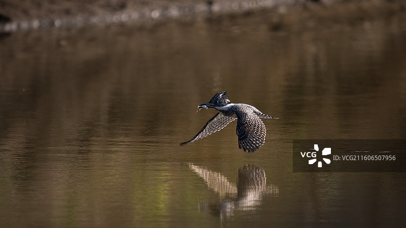 冠鱼狗图片素材