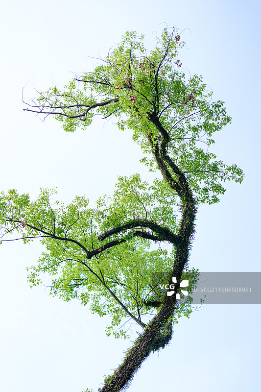 绿树蓝天仰拍视角图片素材