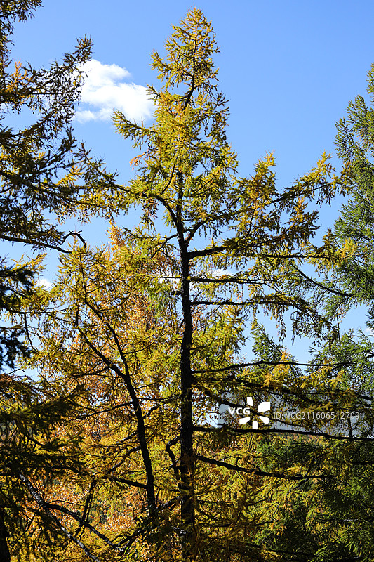 蓝天下秋天里的树木树叶自然风景图片素材