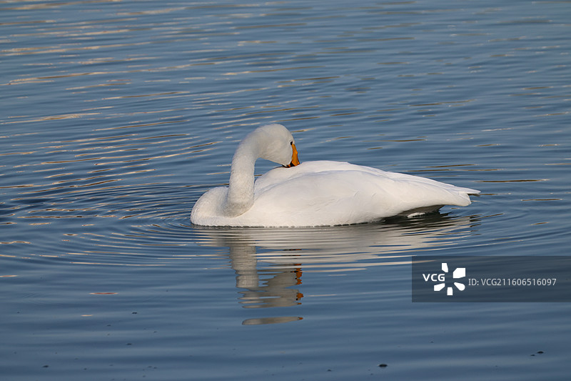 大天鹅图片素材