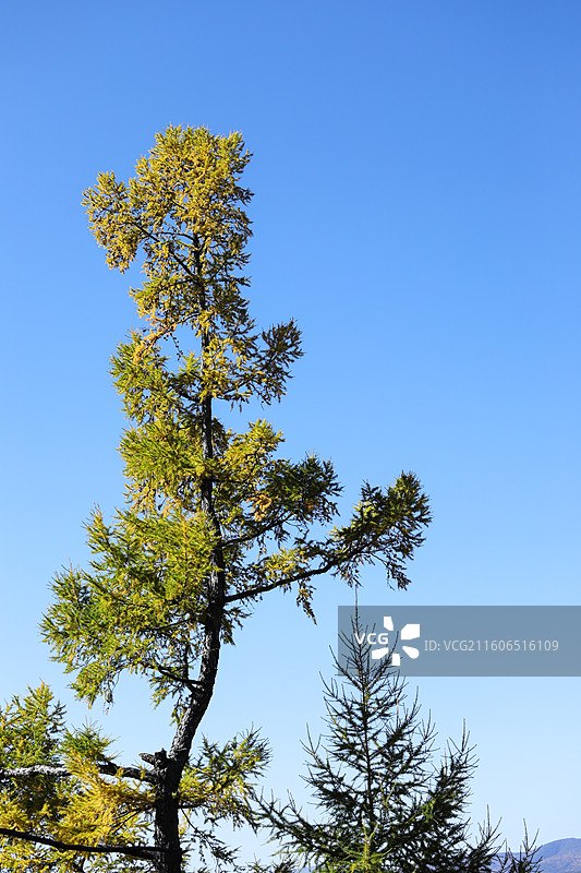 蓝天下秋天里的树木树叶自然风景图片素材