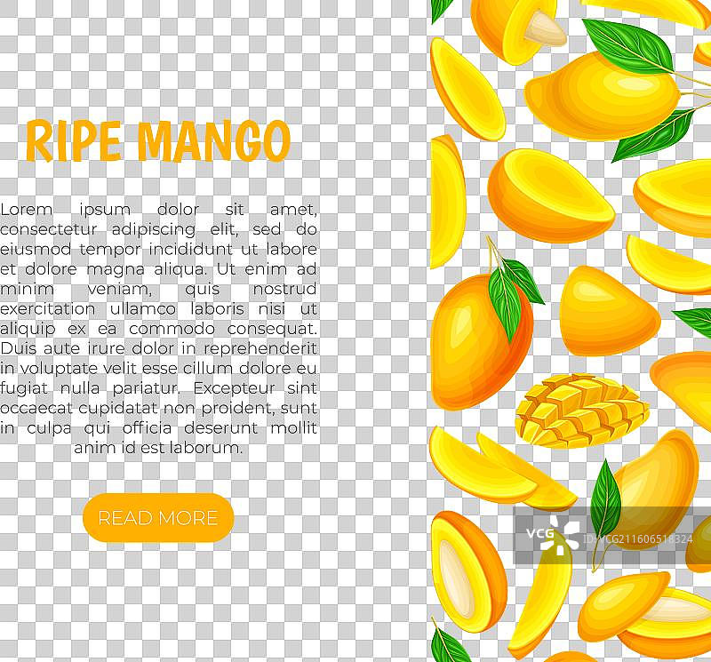 明亮热带风情的新鲜芒果横幅设计图片素材